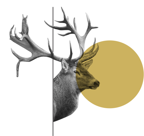 Abstract deer image_Decorative